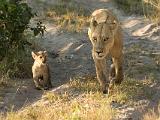 Africa 158 : Africa, Animal, Botswana, Lion, Mammal, Okavango, Vumbura Plains